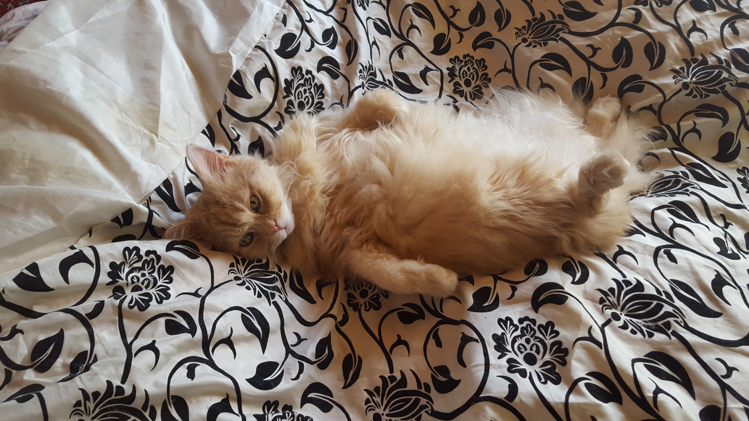 Cat in Home