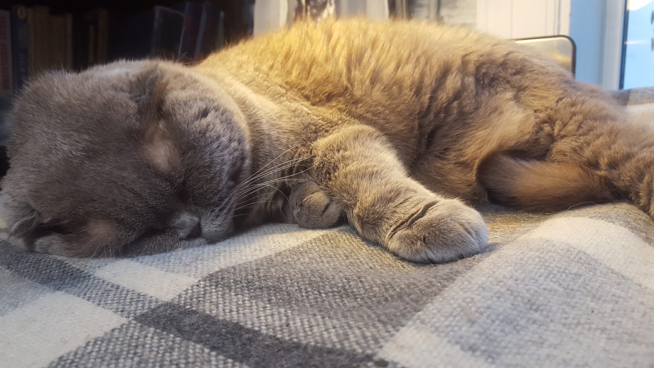 Кот спит Cat in Home